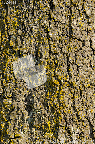 Image of Trunk closeup. 