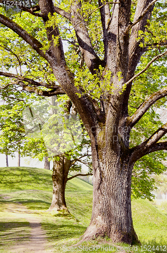 Image of Alley with old trees on sides.