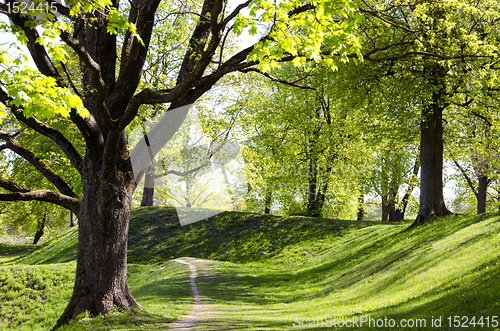 Image of Alley of trees in spring.