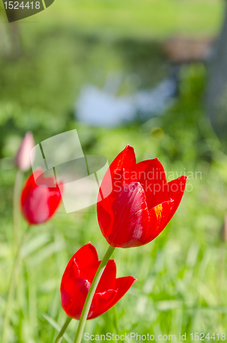 Image of Red tulips. 