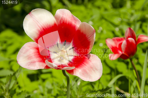 Image of Red-White tulip bloom.
