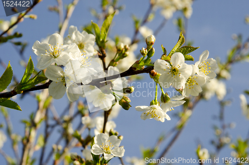 Image of Spring cherry flowers. 
