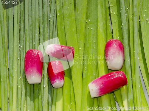 Image of Radishes. Orions.