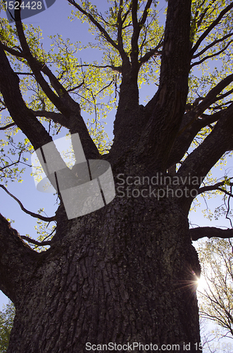 Image of Centenarian oak branches in early spring.