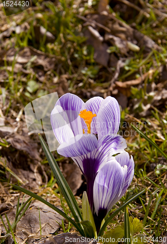 Image of Early spring flower bloom. 