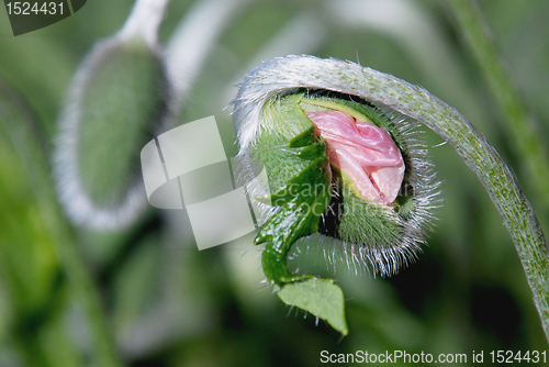 Image of Red poppy head expanding.