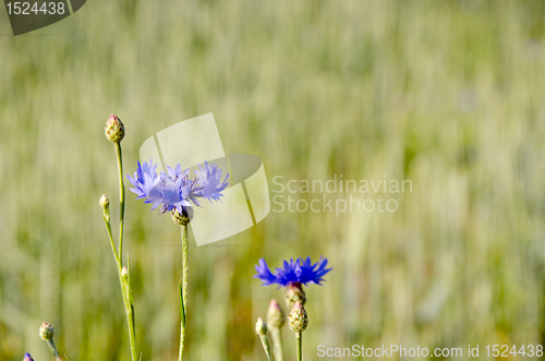 Image of Cornflower. 