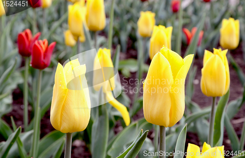 Image of Red and yellow tulips.