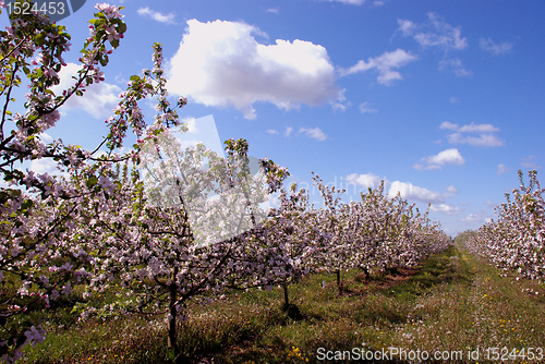 Image of Fruit tree blossom in gardem.