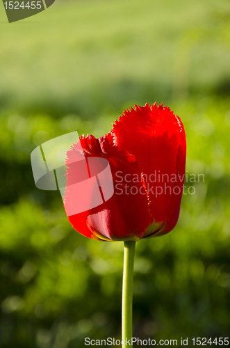 Image of Red tulip bloom. 