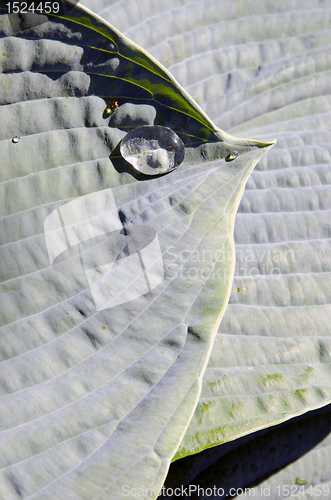 Image of Dewdrops on the leaves. 