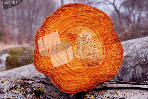 Image of Cross section of cut tree.