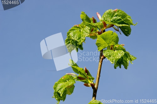 Image of Opened young lime leaves. 