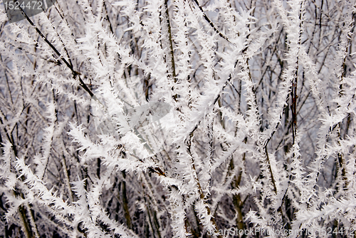 Image of Tree twigs covered by rime. 