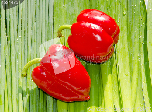 Image of Two fat red paprikas. Orions.