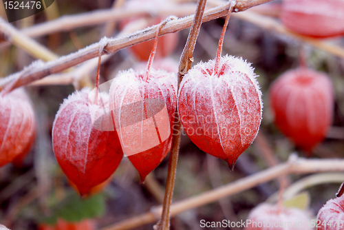 Image of Husk tomato fruits covered with snow.