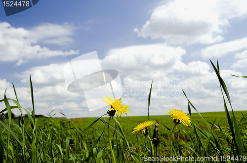 Image of Sowthistle in the meadow.