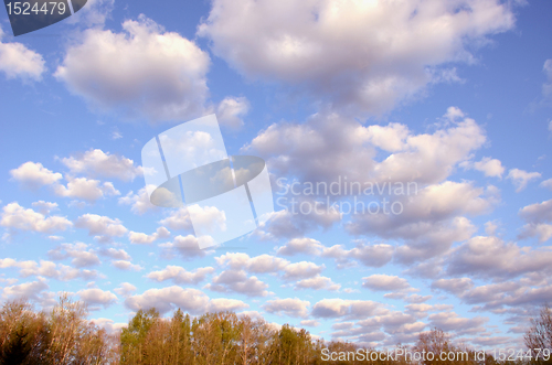 Image of Morning cumulus over the trees.