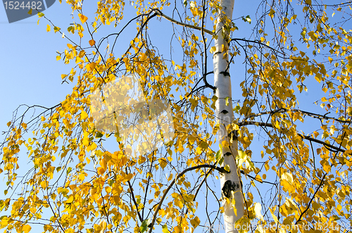 Image of Small yellow birch leaves in  autumn and sky 