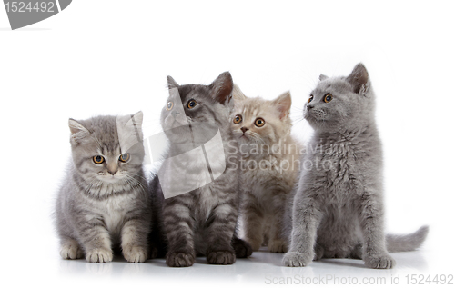 Image of four british short hair kittens