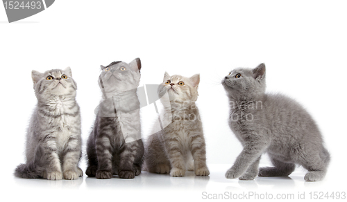 Image of four british short hair kittens