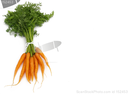 Image of carrot bunch