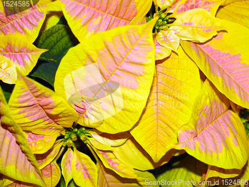 Image of Poinsettia