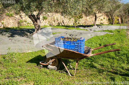 Image of Traditional olive harvest