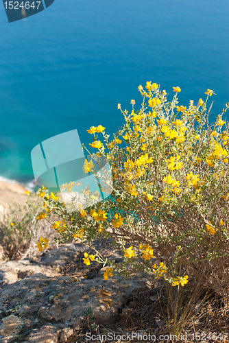 Image of Flowering gorse