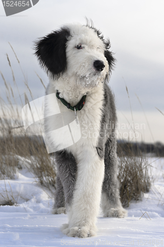 Image of Bobtail puppy in the open field