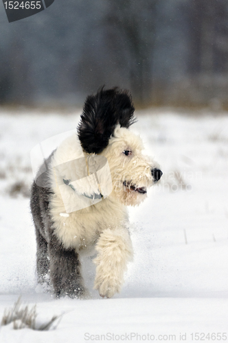 Image of Bobtail puppy enjoying new fallen snow