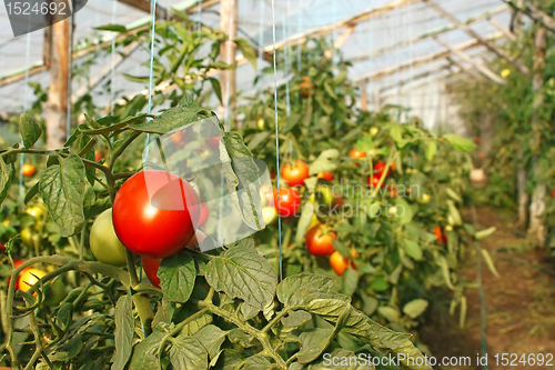 Image of Tomatoes in greenhouse