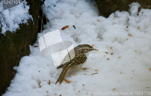 Image of tree creeper