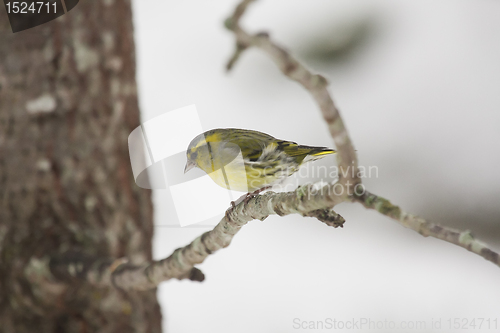 Image of Siskin