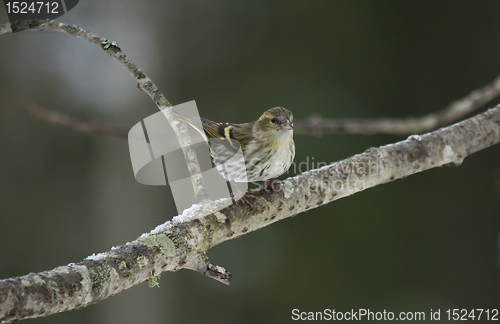 Image of siskin