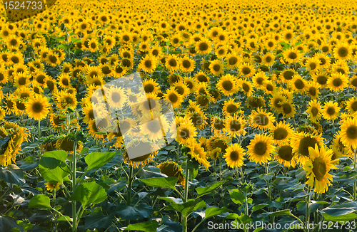 Image of Endless sunflower field