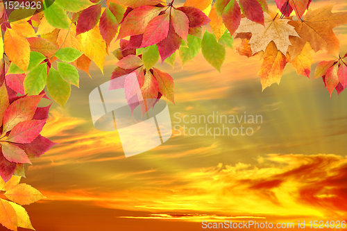 Image of autumn leaves against the sunset