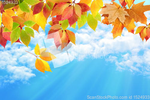 Image of autumn leaves against the sky