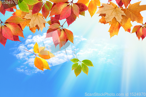 Image of autumn leaves against the sky