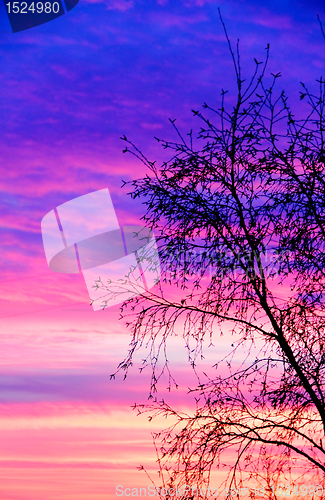 Image of silhouette tree at sunset