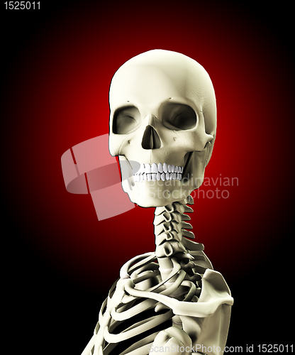 Image of Close Up Of A Skull 