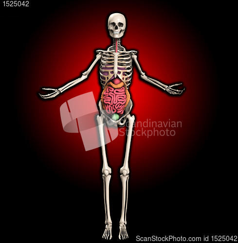 Image of Skeleton With Internal Organs 