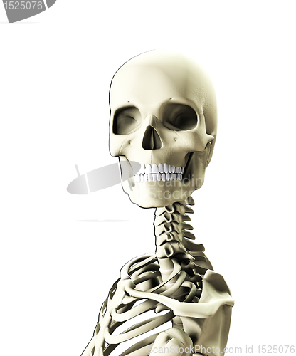 Image of Close Up Of A Skull 