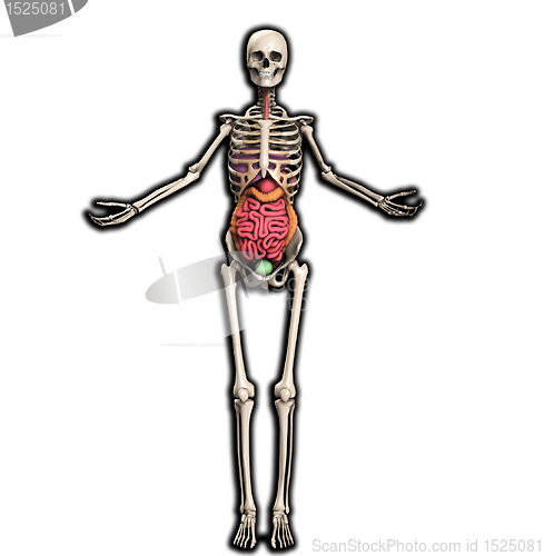 Image of Skeleton With Internal Organs 