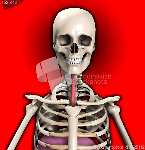 Image of Skeleton With Wind Pipe 