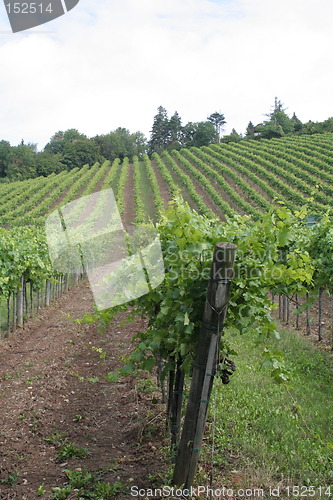 Image of Vine fields in Vienna