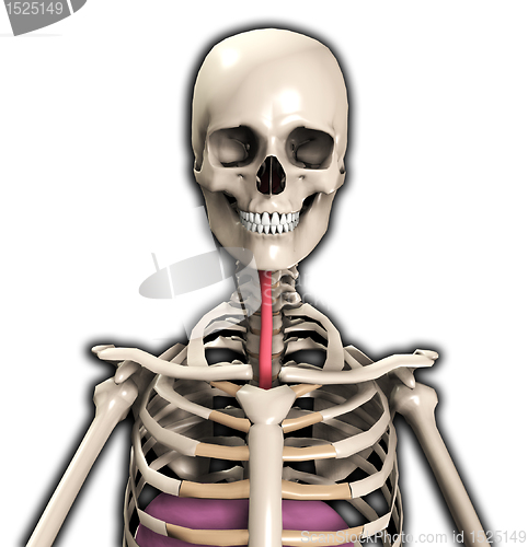 Image of Skeleton With Wind Pipe 