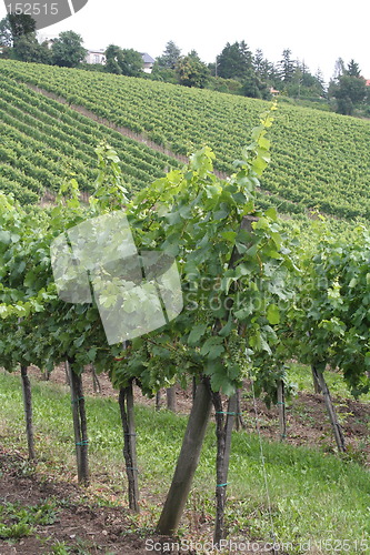 Image of Vine fields in Vienna