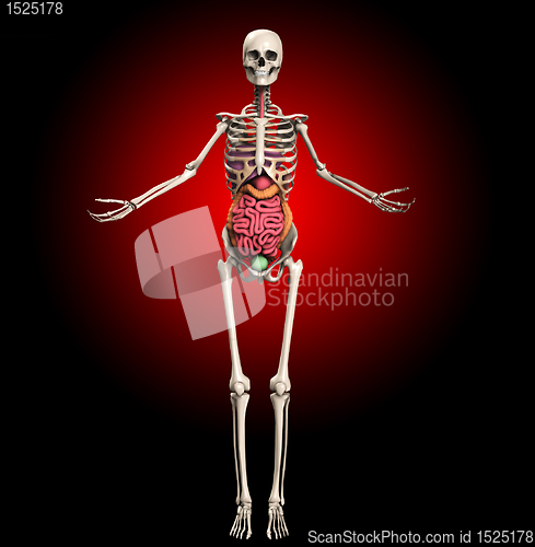 Image of Skeleton With Internal Organs 