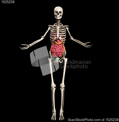 Image of Skeleton With Internal Organs 